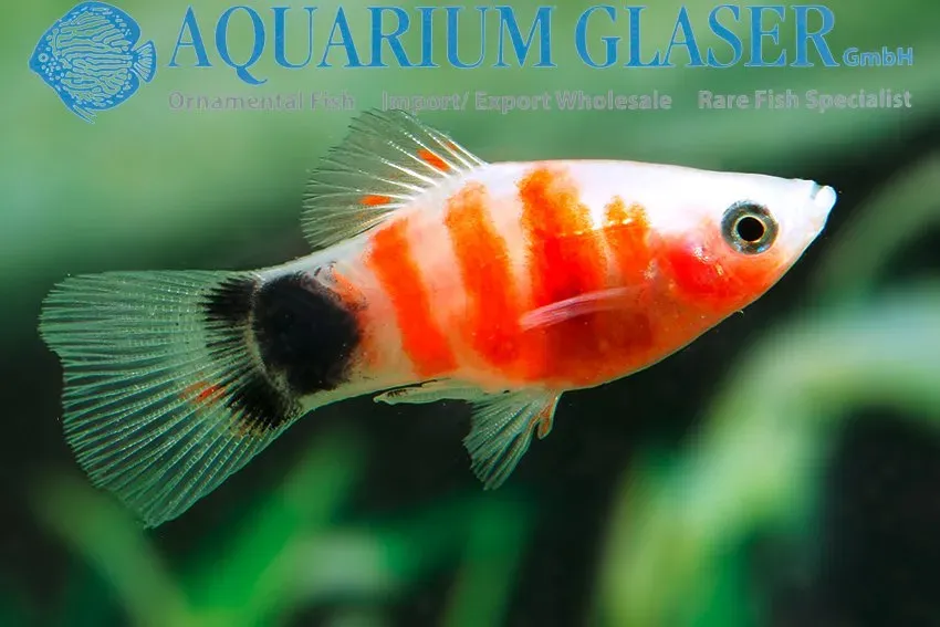 Xiphophorus Mickey Mouse Red platy md-lg