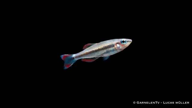 Garnelen TV Bedotia madagascariensis akvariefisk stim