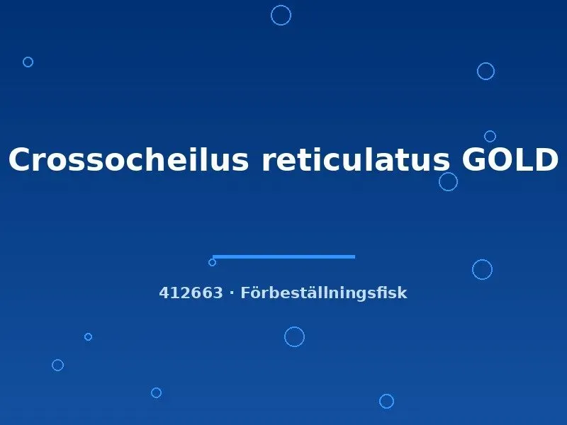 Näsets Ciklidhobby Crossocheilus reticulatus GOLD algätare 4–5 cm