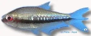 Näsets Ciklidhobby Rainbow Tetra Nematobrycon lacortei 2-3cm stimfisk
