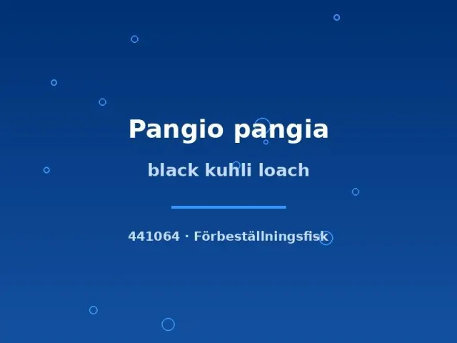 Näsets Ciklidhobby Black Kuhli Loach bottenfisk Pangio xlg