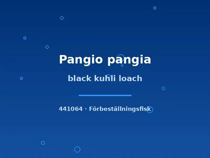 Näsets Ciklidhobby Black Kuhli Loach bottenfisk Pangio xlg