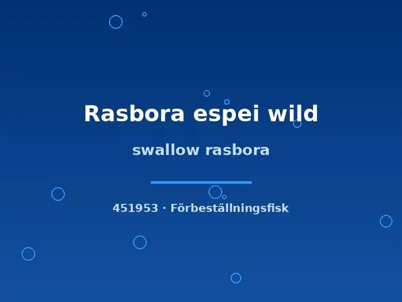 Näsets Rasbora espei Swallow akvariefisk md-lg vild