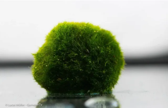 Garnelen TV Mooskugel algboll Aegagropila 1-3 cm mörkgrön