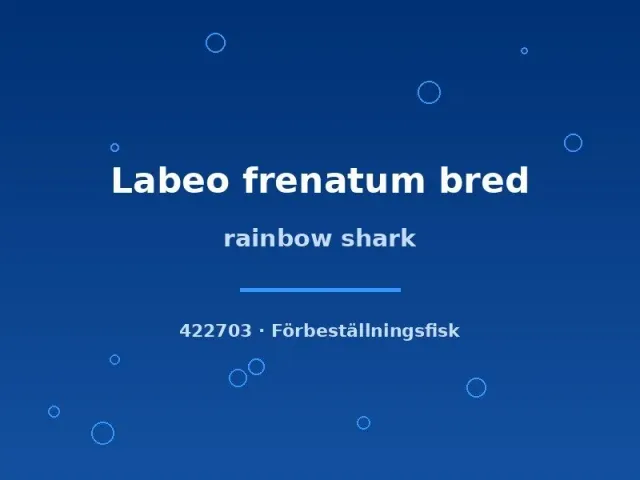 Näsets Ciklidhobby Labeo frenatum rainbow shark 5–6 cm