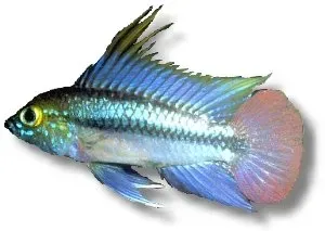 Näsets Ciklidhobby Apistogramma trifasciatum dvärgciklid XL