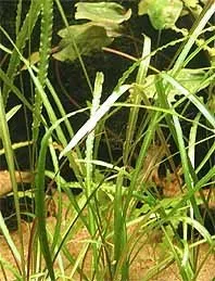 Näsets Ciklidhobby Cryptocoryne retrospiralis växt kruka