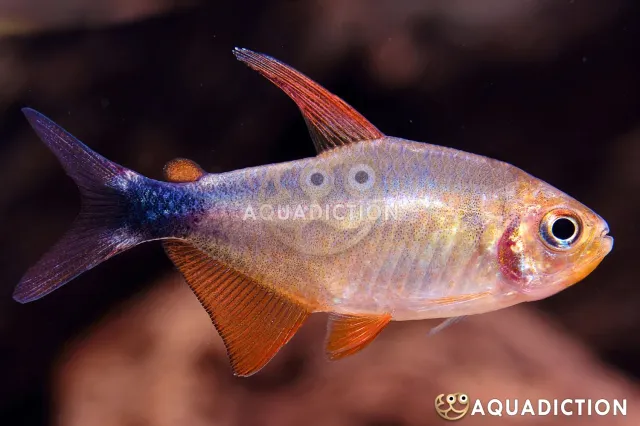 Näsets Ciklidhobby Hyphessobrycon peugeoti tetra 3–3,5 cm