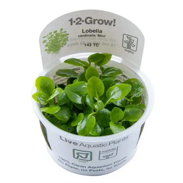 Akvarievalvet Lobelia cardinalis Mini akvarieväxt