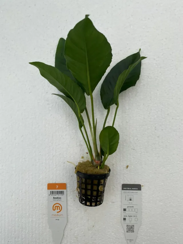 Näsets Ciklidhobby Heterophylla Easy anubias XXL tålig