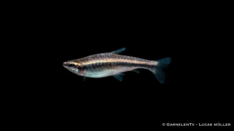 Garnelen TV Nannostomus beckfordi akvariefisk stimfisk