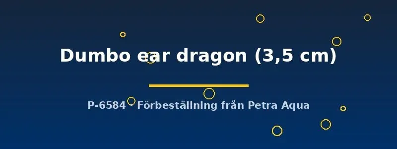 Poecilia reticulata dumbo ear dragon guppy par 3,5 cm