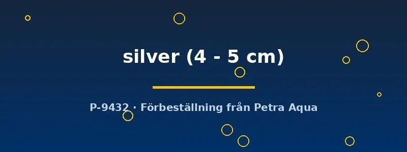 Näsets Ciklidhobby Pterophyllum scalare silver akvariefisk 4–5 cm