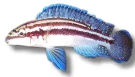 Näsets Ciklidhobby Julidochromis dickfeldi ciklid 5–7 cm