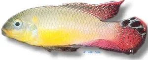 Pelvicachromis taeniatus kienke dvärgciklid 4–5 cm