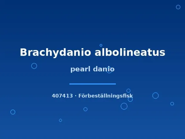 Näsets Ciklidhobby Pearl danio Brachydanio albolineatus stimfisk md-lg