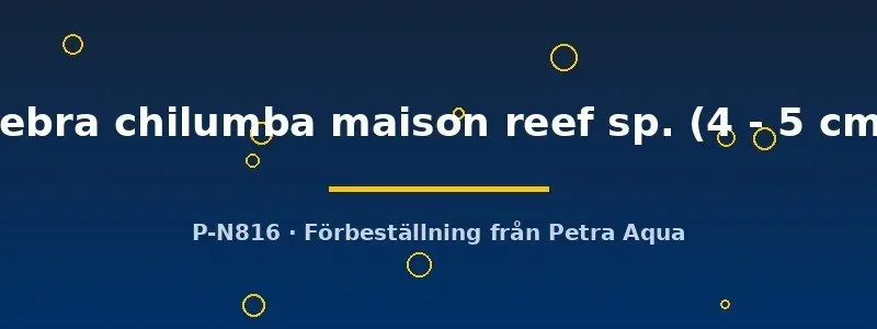 Näsets Ciklidhobby Pseudotropheus zebra chilumba ciklid 4–5 cm