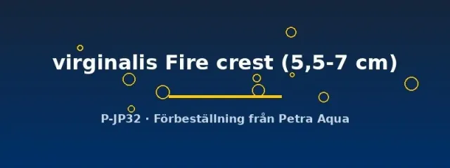 Näsets Copadichromis Fire crest ciklid 5,5–7 cm hane