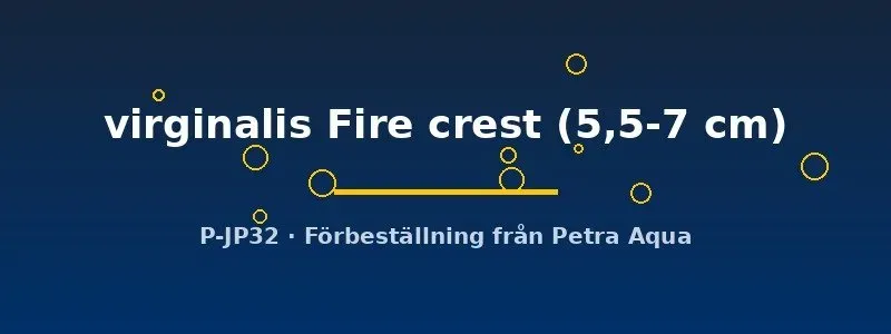 Näsets Copadichromis Fire crest ciklid 5,5–7 cm hane