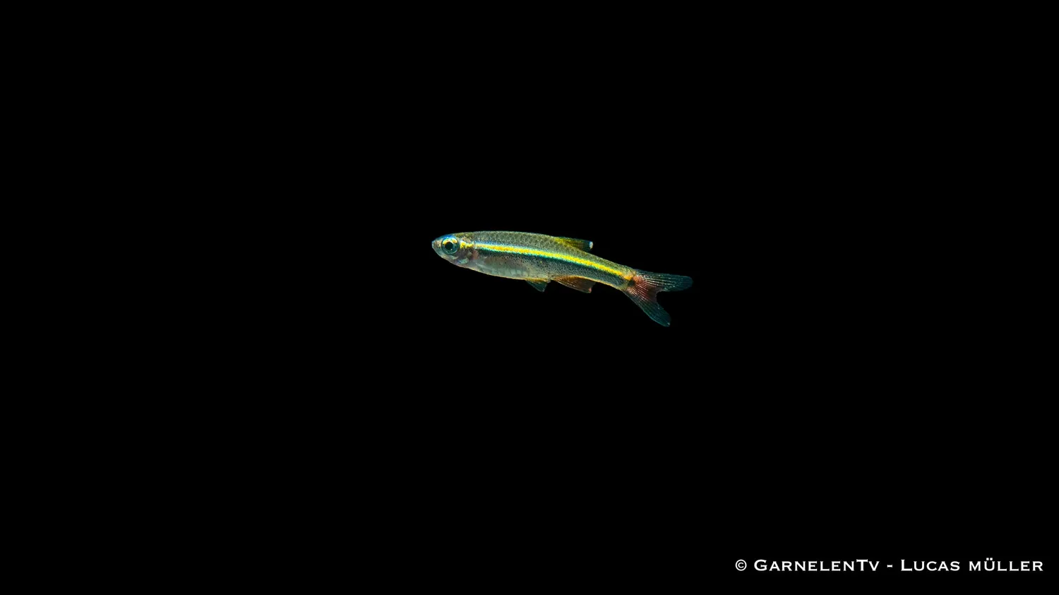 Garnelen TV Tanichthys micagemmae kardinalfisk stimfisk