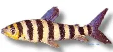 Leporinus Fasciatus randig leporinus 4–5 cm stim