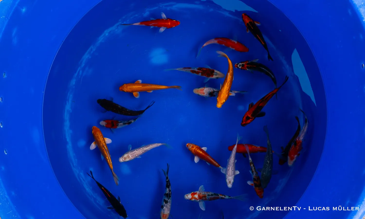 Garnelen TV Koi Cyprinus carpio dammfisk 12-15 cm