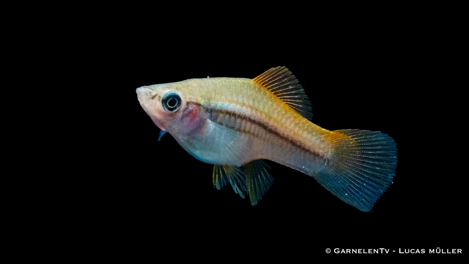 Garnelen TV Neon svärdbärare akvariefisk 5–7 cm