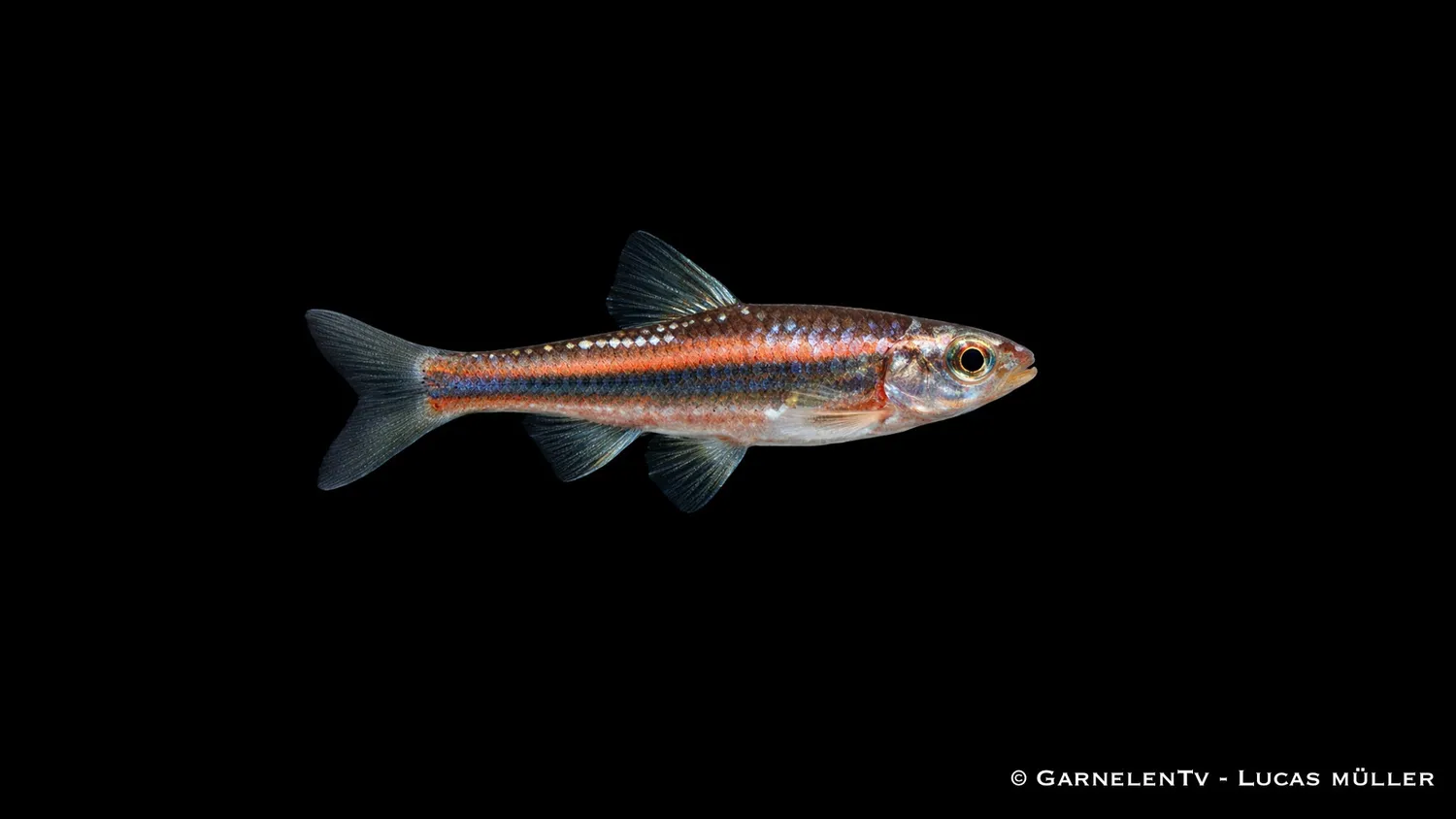 Garnelen TV Regnbågselritsa Notropis chrosomus 5 cm