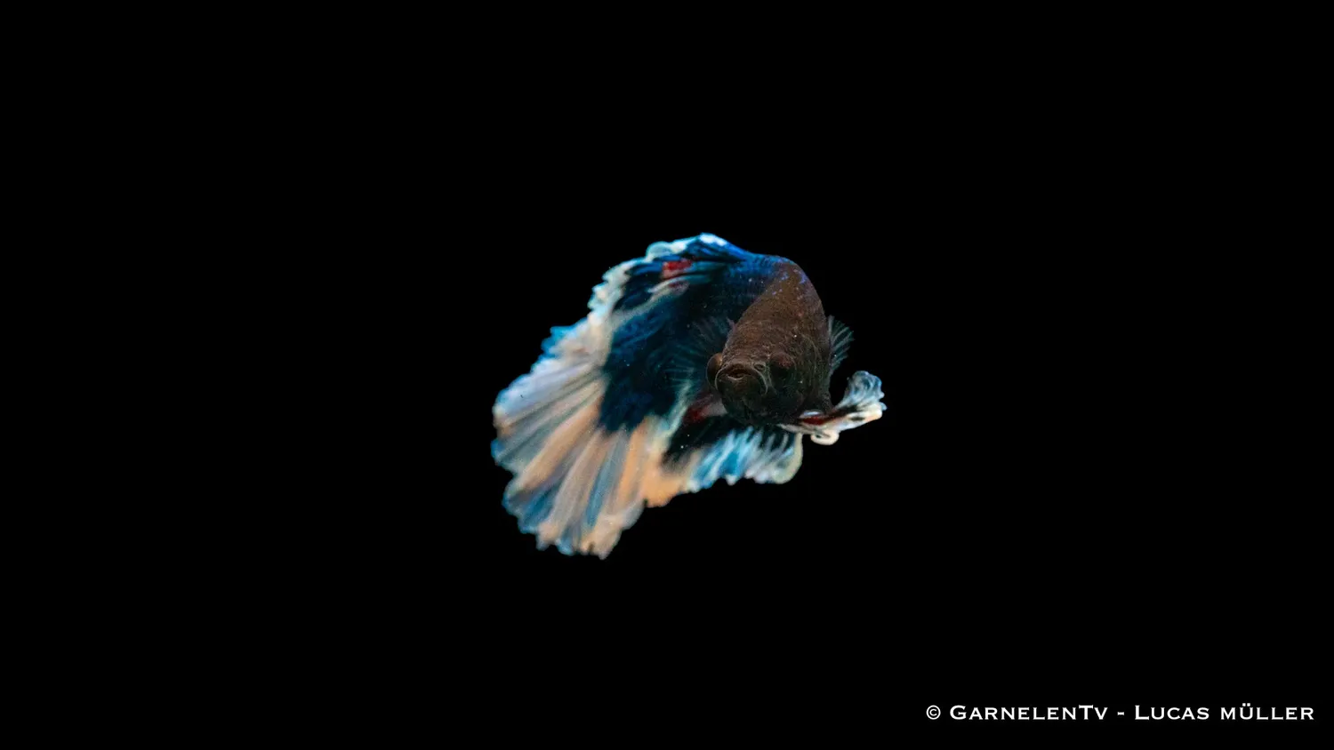 Garnelen TV Betta Super-Delta kampfisk hane territorial