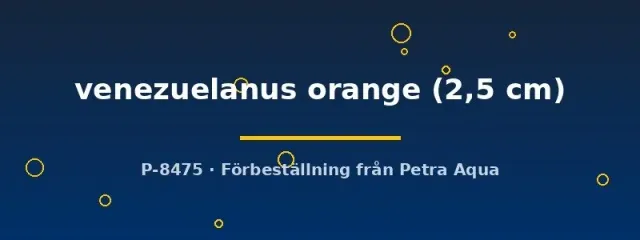 Näsets Ciklidhobby Venezuelanus Orange pansarmal 2,5 cm stim