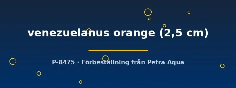 Näsets Ciklidhobby Venezuelanus Orange pansarmal 2,5 cm stim