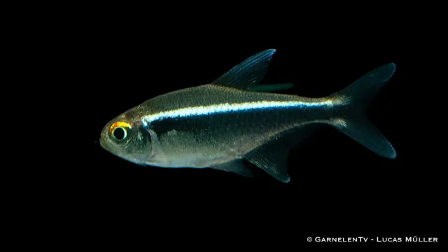 Garnelen TV Svart Neon Jumbo akvariefisk stor