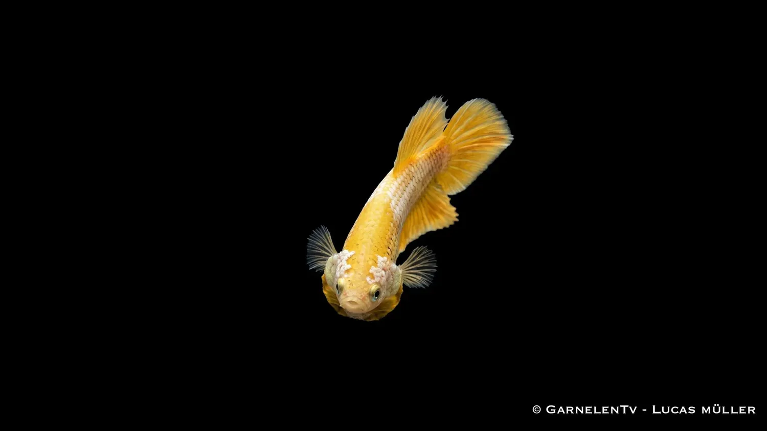 Garnelen TV Yellow Dragon Plakat kampfisk hona
