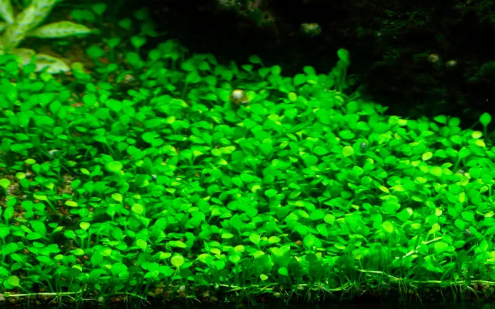 Akvarievalvet Marsilea Crenata akvarieväxt matta