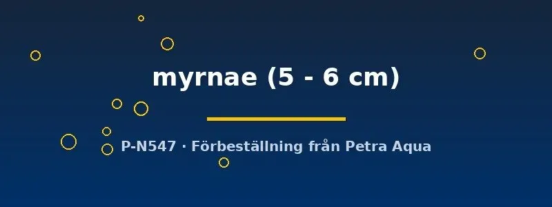 Näsets Cryptoheros myrnae ciklid 5–6 cm parbildande