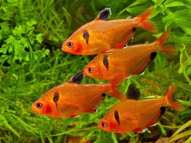 Näsets Minortetra Hyphessobrycon eques akvariefisk 2,5 cm