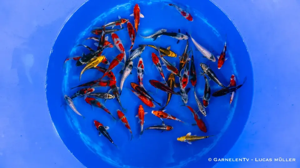 Aoki Japan Koi HQ dammfisk 10-12 cm färgstark