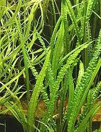 Näsets Ciklidhobby Cryptocoryne balansae akvarieväxt kruka
