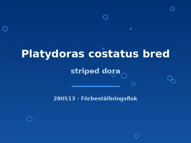 Näsets Ciklidhobby Platydoras costatus Striped dora tornmal 5–7 cm