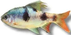 Näsets Ciklidhobby Longfin Barb stimfisk 3,5–4,5 cm livlig
