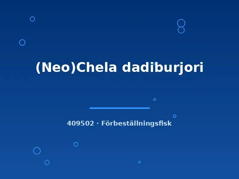 Näsets Ciklidhobby Chela dadiburjori akvariefisk md stim