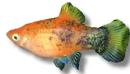 Näsets Ciklidhobby Xiphophorus maculatus berlin platy 3 cm