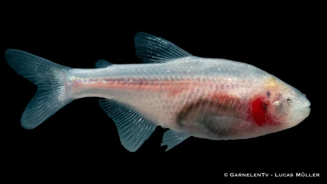 Garnelen TV blind grottetetra Astyanax jordani akvariefisk