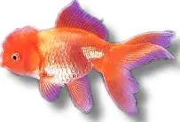 Näsets Ciklidhobby Carassius red oranda guldfisk 4–5 cm