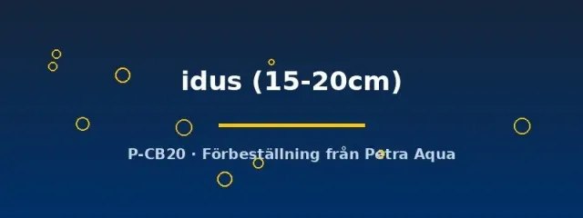Näsets Ciklidhobby Leuciscus Idus dammfisk 15-20 cm