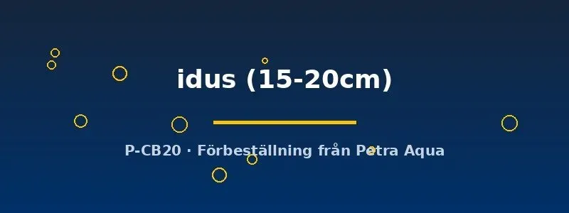 Näsets Ciklidhobby Leuciscus Idus dammfisk 15-20 cm