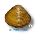 Näsets Corbicula javanicus sötvattensmussla 1–2 cm filtrerande