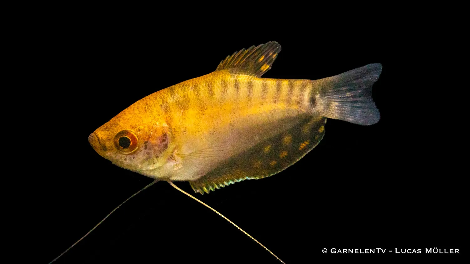 Garnelen TV Trichogaster trichopterus akvariefisk guld