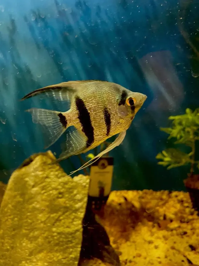 Pterophyllum Scalare Blue Diamond skalar 7-8 cm