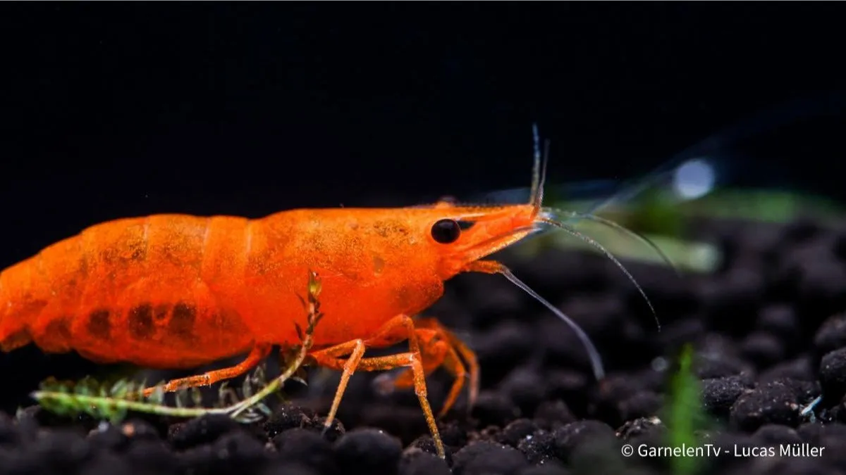 Garnelen TV Orange Fire Sakura räka Neocaridina davidi orange